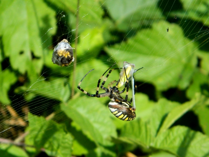 Argiope bruennichi incarta la spesa - Viadana (MN)